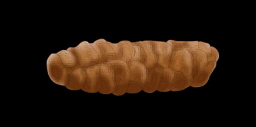 Type 3: Sausage with cracks